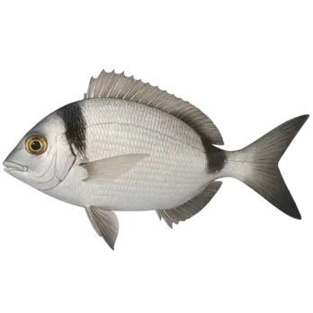 SVJEZA RIBA Svježi fratar